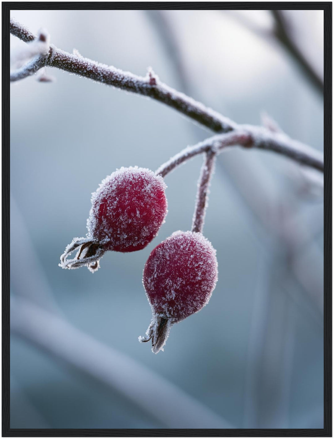 Hagebutten im Winterfrost Poster – Schwarzer Rahmen – Produktfoto