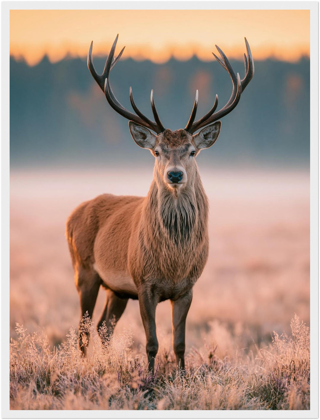 Hirsch im Morgenlicht Poster – Weißer Rahmen – Produktfoto