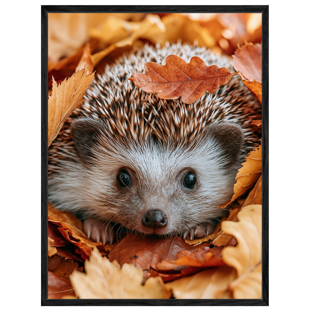 Igel im Herbstlaub Leinwandbild – Leinwandbild