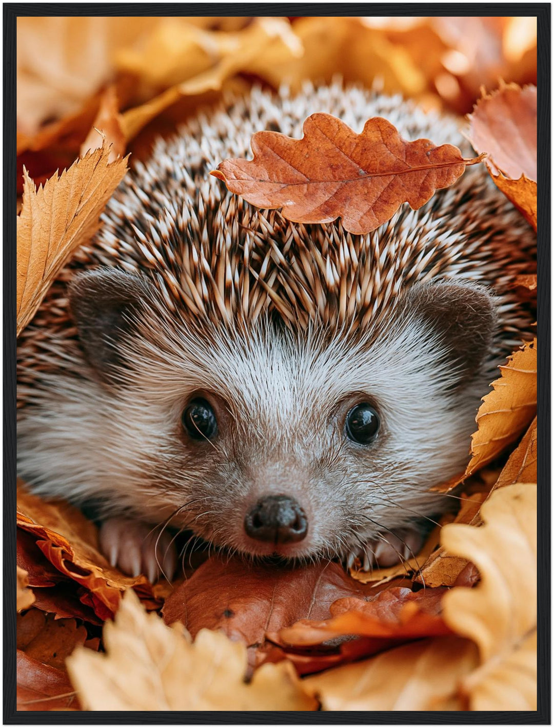 Igel im Herbstlaub Poster – Schwarzer Rahmen – Produktfoto
