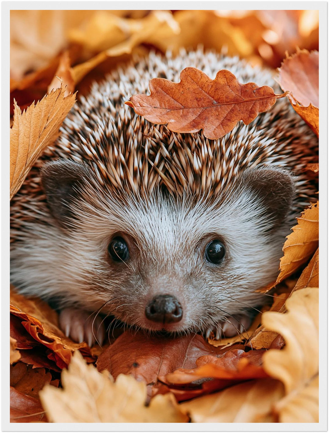 Igel im Herbstlaub Poster – Weißer Rahmen – Produktfoto