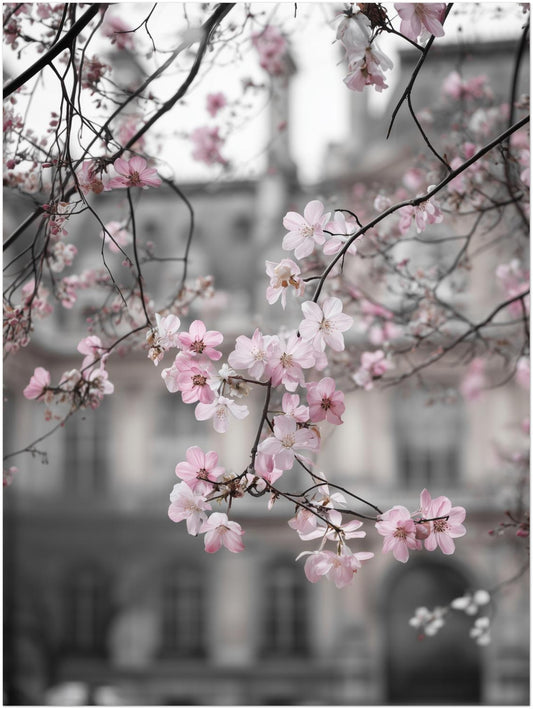 Kirschblüten vor Stadtfassade Poster