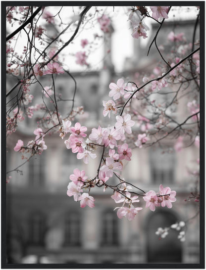 Kirschblüten vor Stadtfassade Poster