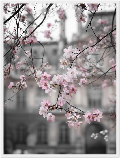 Kirschblüten vor Stadtfassade Poster