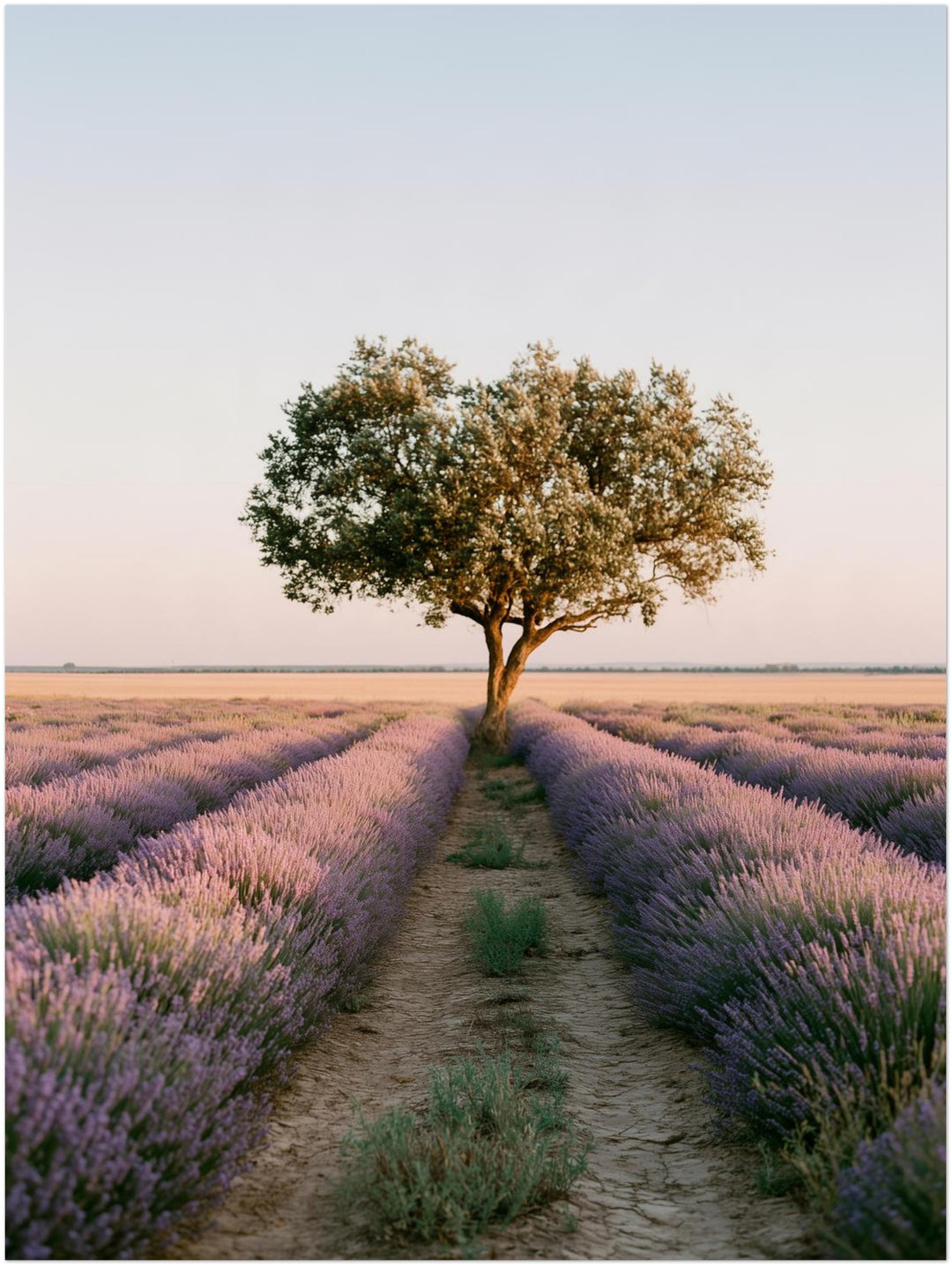 Lavendelfeld mit Baum Poster – Ohne Rahmen – Produktfoto