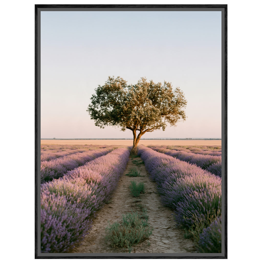Lavendelfeld mit Baum Leinwandbild – Leinwandbild