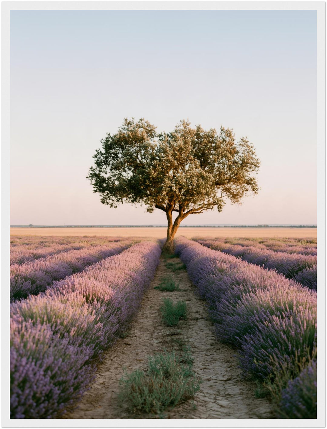 Lavendelfeld mit Baum Poster – Weißer Rahmen – Produktfoto