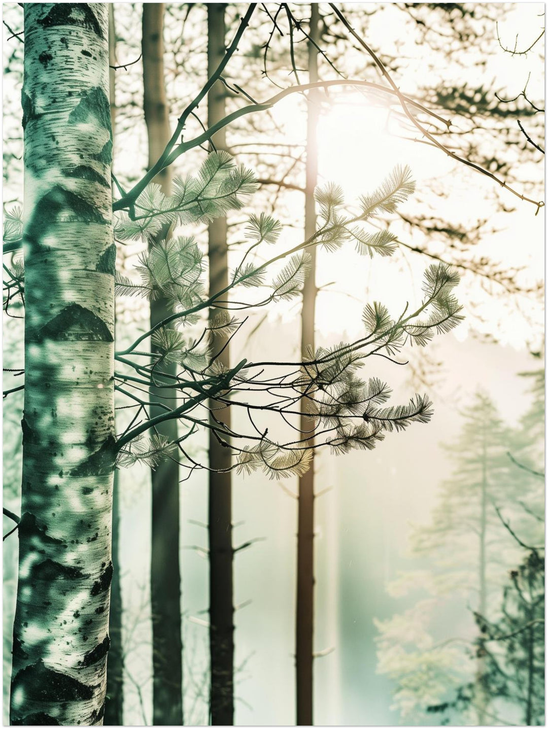 Birkenwald im Morgennebel Landschaft – Wandkunst