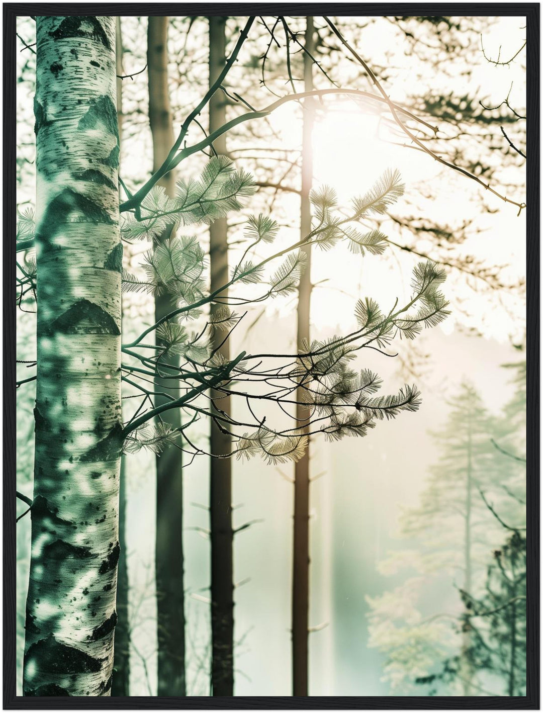 Birkenwald im Morgennebel Poster Landschaft – mattes Kunstdruck-Papier – Ansicht 5