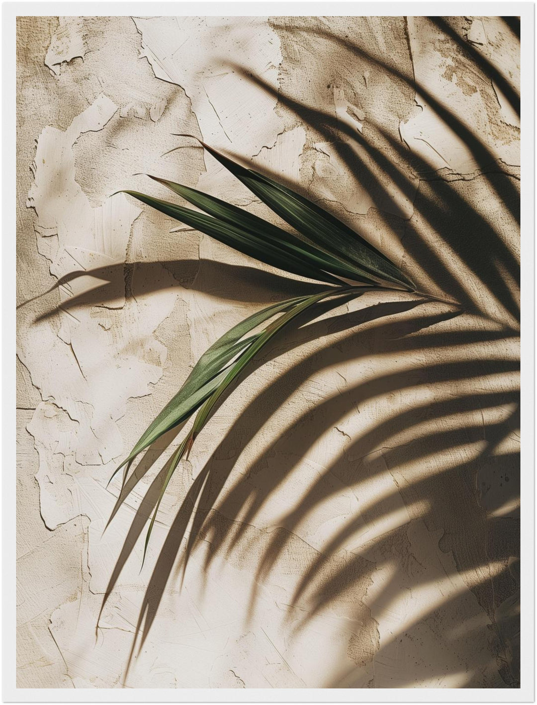 Palmschatten auf Putz Poster Landschaft – mattes Kunstdruck-Papier – Ansicht 6