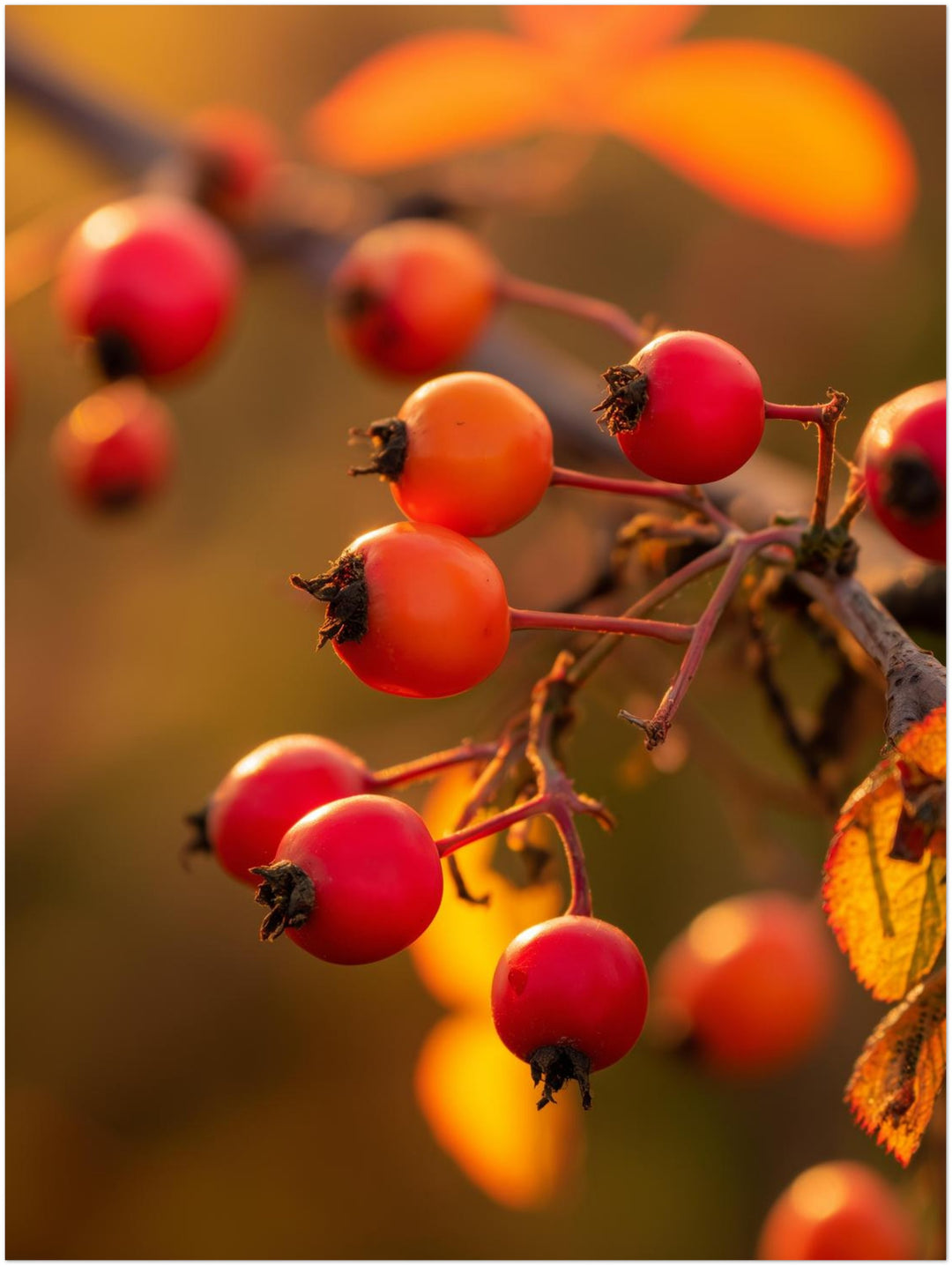 Rote Hagebutten im Herbstlicht Poster – Ohne Rahmen – Produktfoto