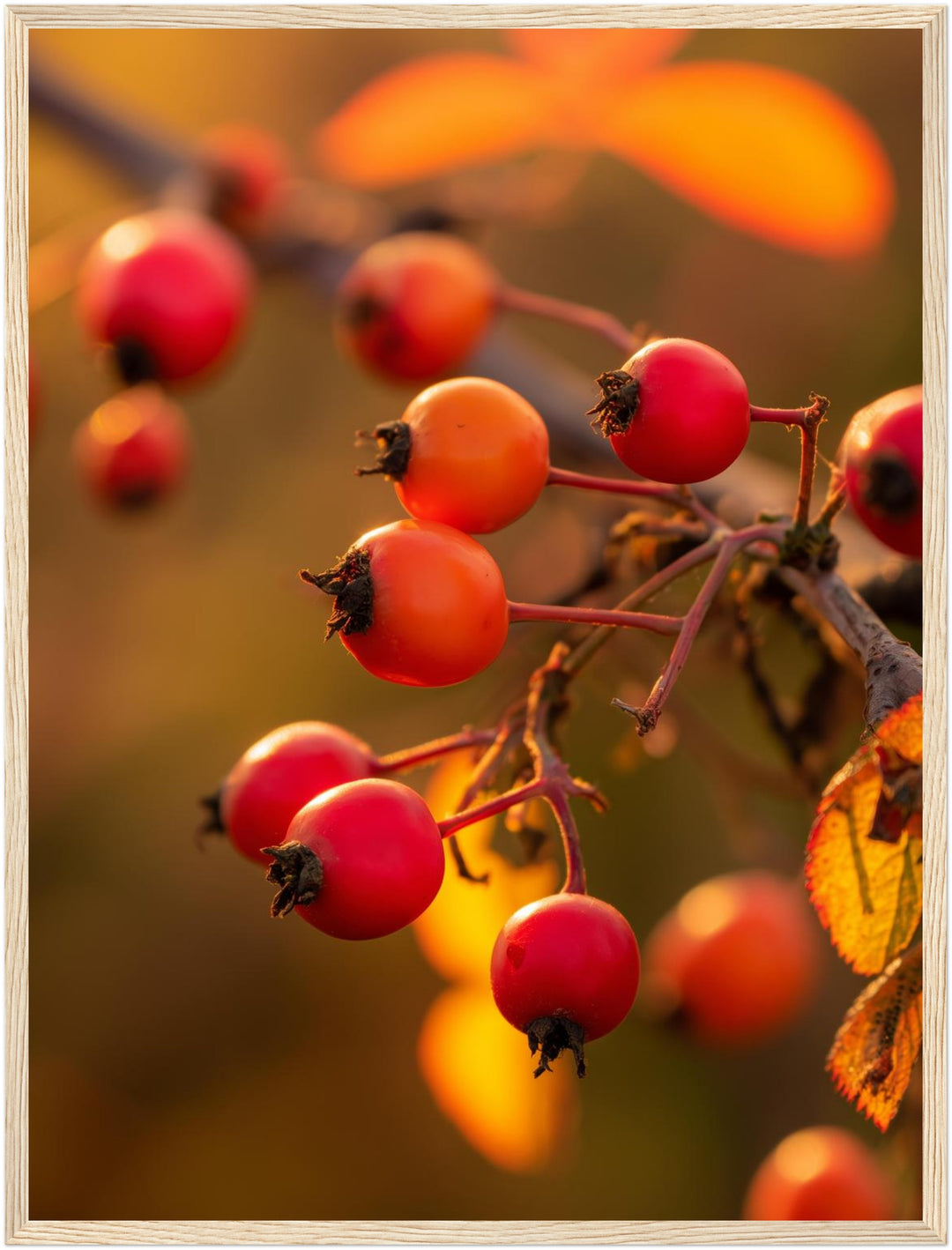 Rote Hagebutten im Herbstlicht Poster – Holz natur Rahmen – Produktfoto