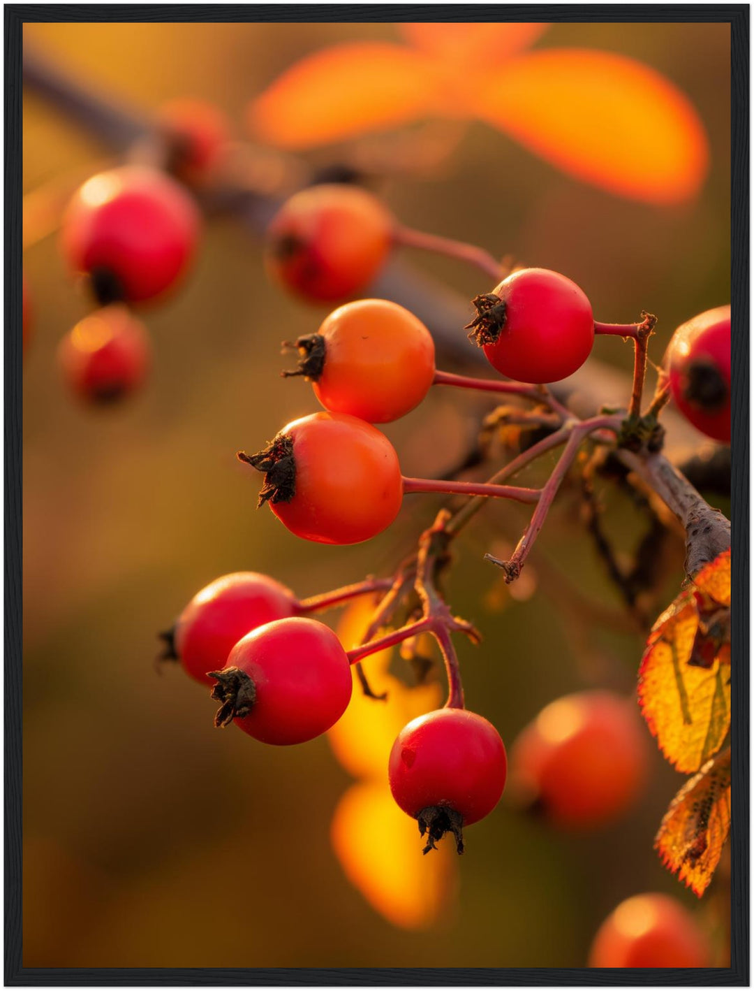 Rote Hagebutten im Herbstlicht Poster – Schwarzer Rahmen – Produktfoto