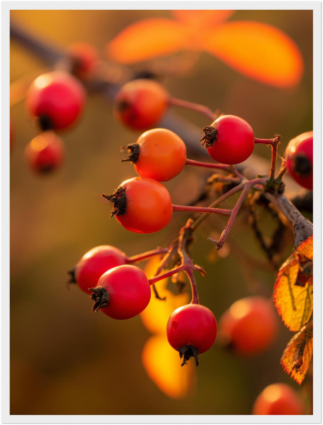 Rote Hagebutten im Herbstlicht Poster – Weißer Rahmen – Produktfoto