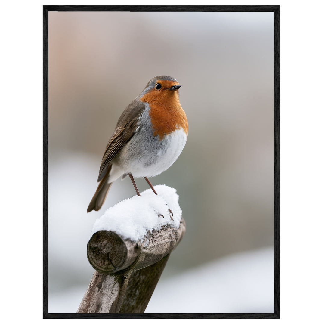Rotkehlchen im Winterschnee Leinwandbild – Leinwandbild