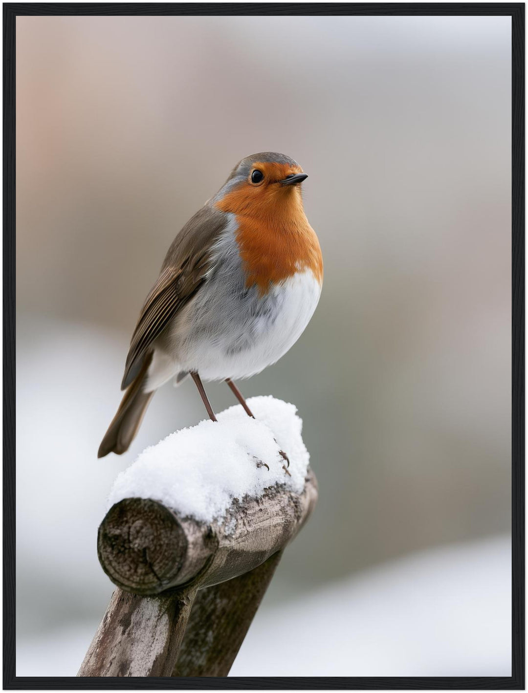 Rotkehlchen im Winterschnee Poster – Schwarzer Rahmen – Produktfoto