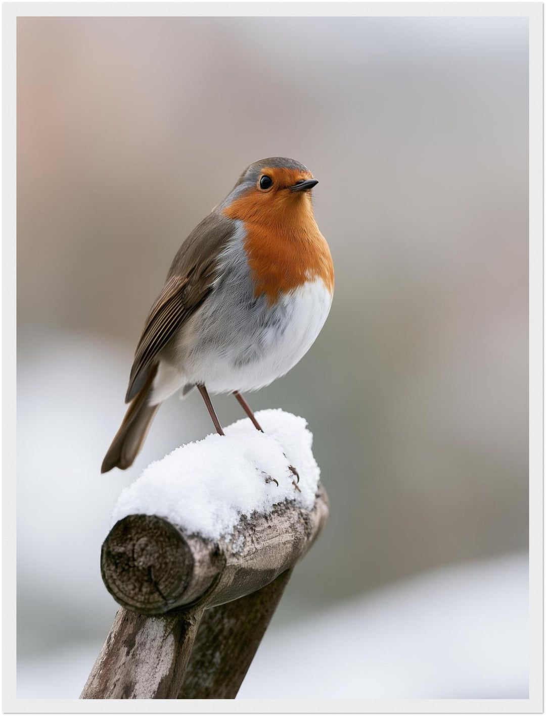 Rotkehlchen im Winterschnee Poster – Weißer Rahmen – Produktfoto