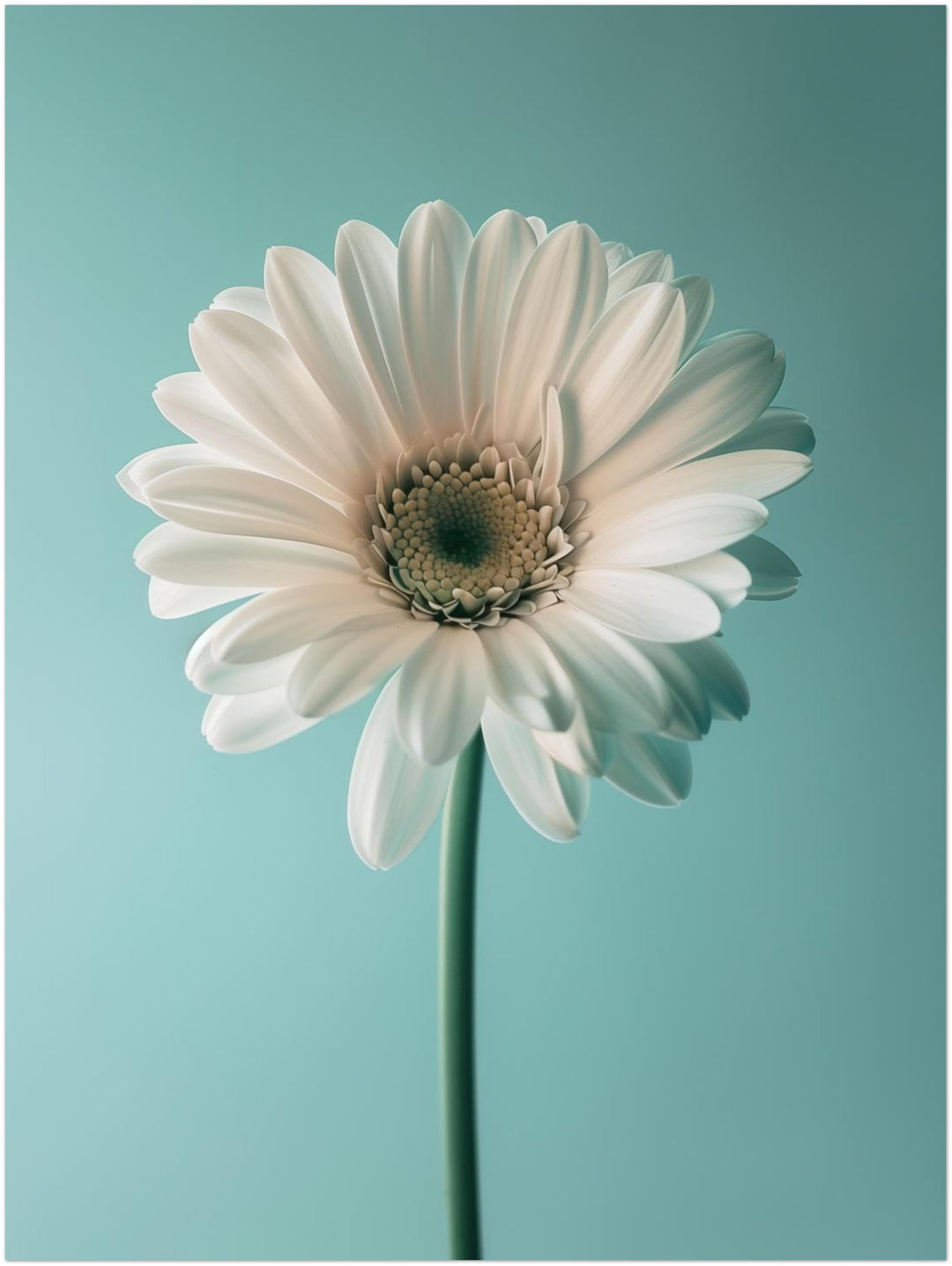 Weiße Gerbera auf Türkis Landschaft – Wandkunst