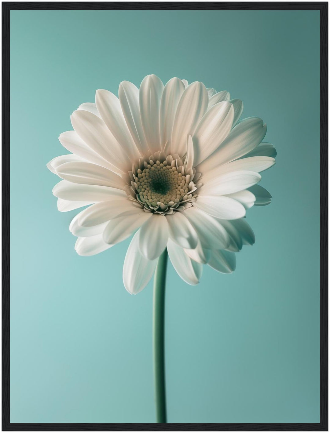 Weiße Gerbera auf Türkis Poster Landschaft – mattes Kunstdruck-Papier – Ansicht 5