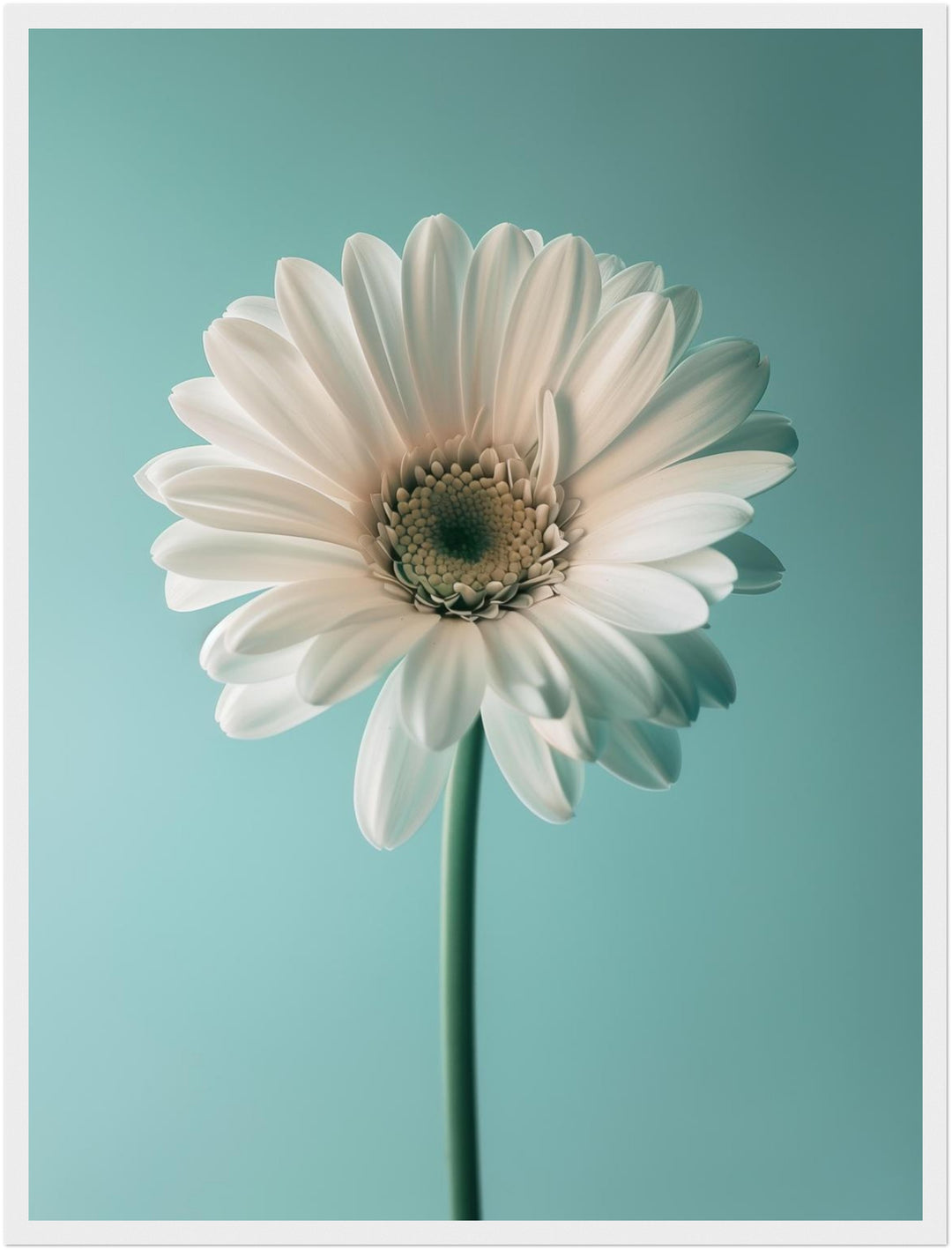 Weiße Gerbera auf Türkis Poster Landschaft – mattes Kunstdruck-Papier – Ansicht 6