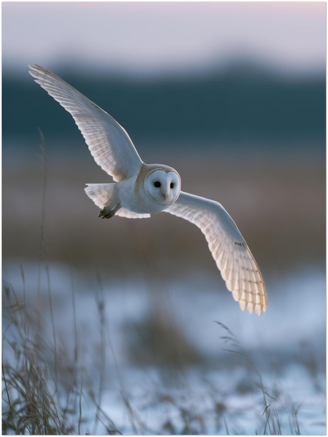 Schleiereule im Winterflug Poster – Ohne Rahmen – Produktfoto