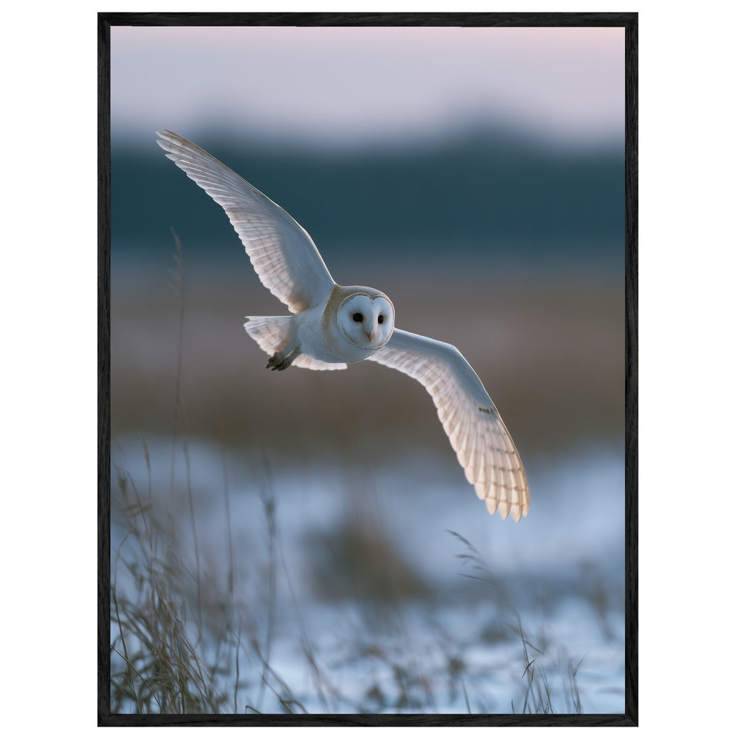 Schleiereule im Winterflug Leinwandbild – Leinwandbild
