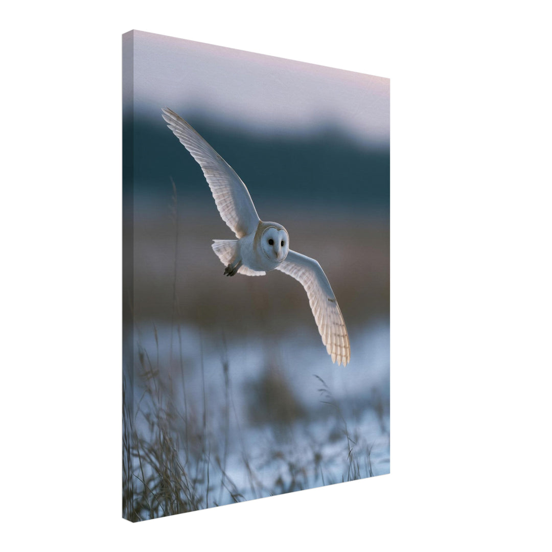 Schleiereule im Winterflug Leinwandbild – Schräge Ansicht – Produktfoto