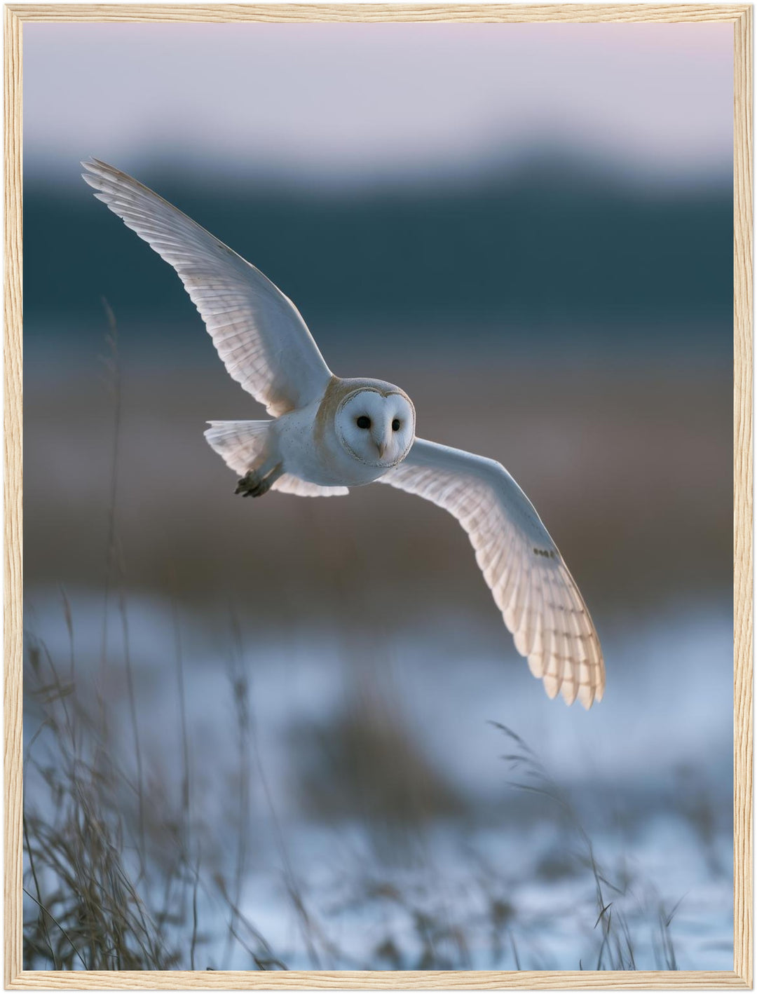 Schleiereule im Winterflug Poster – Holz natur Rahmen – Produktfoto