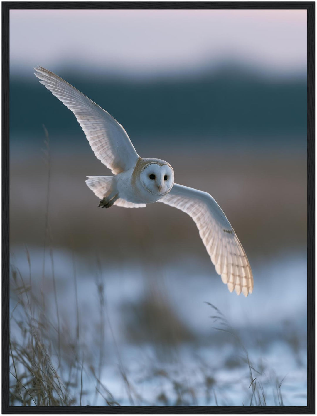 Schleiereule im Winterflug Poster – Schwarzer Rahmen – Produktfoto