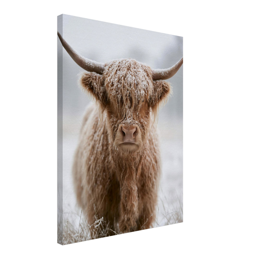 Hochlandrind im Schnee Leinwandbild – Schräge Ansicht – Produktfoto
