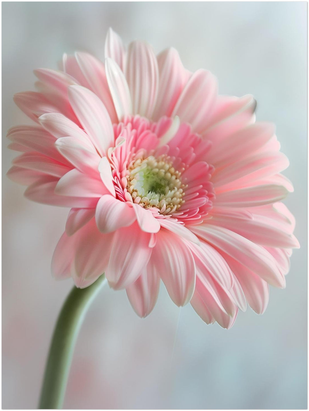 Rosa Gerbera Nahaufnahme Landschaft – Wandkunst