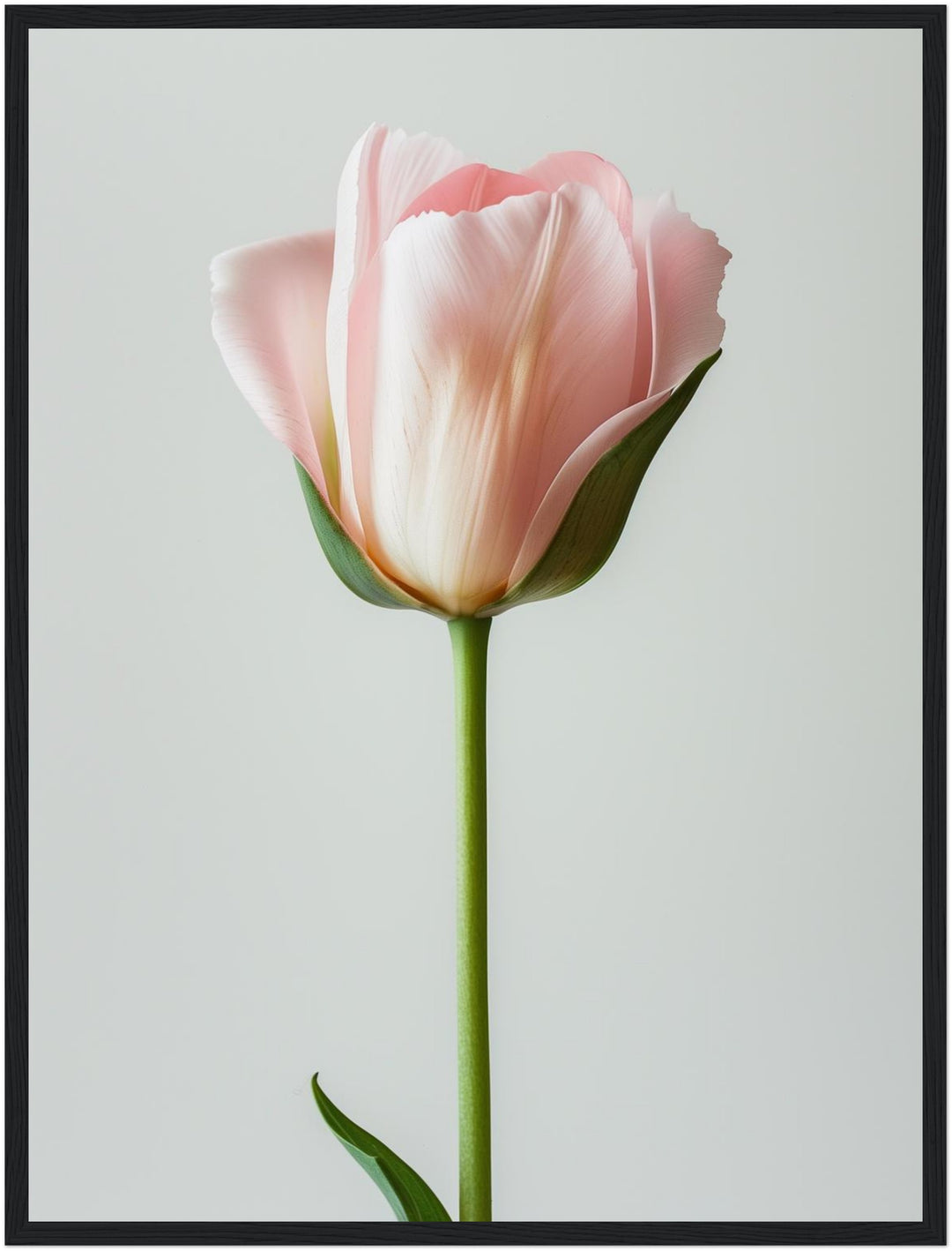 Rosa Tulpe einzeln Poster Landschaft – mattes Kunstdruck-Papier – Ansicht 5
