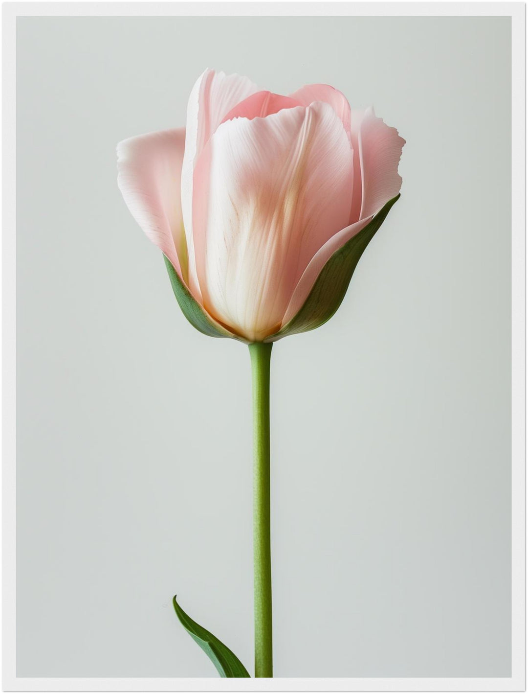 Rosa Tulpe einzeln Poster Landschaft – mattes Kunstdruck-Papier – Ansicht 6