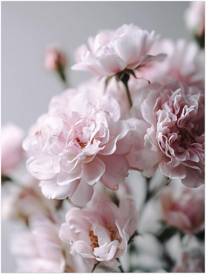 Zartrosa Gartenrosen Leinwandbild