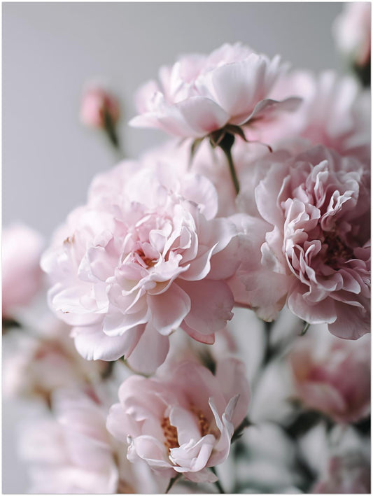 Zartrosa Gartenrosen Poster