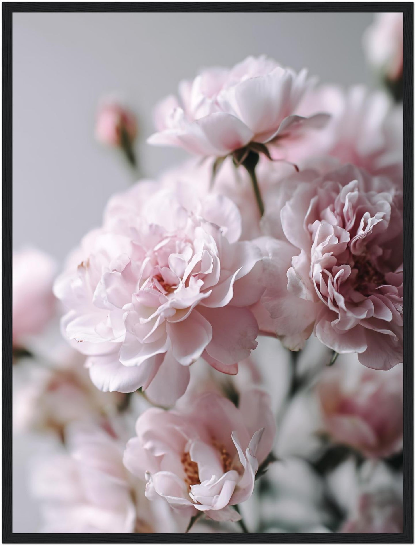 Zartrosa Gartenrosen Poster