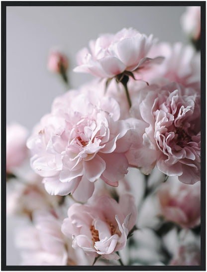 Zartrosa Gartenrosen Poster