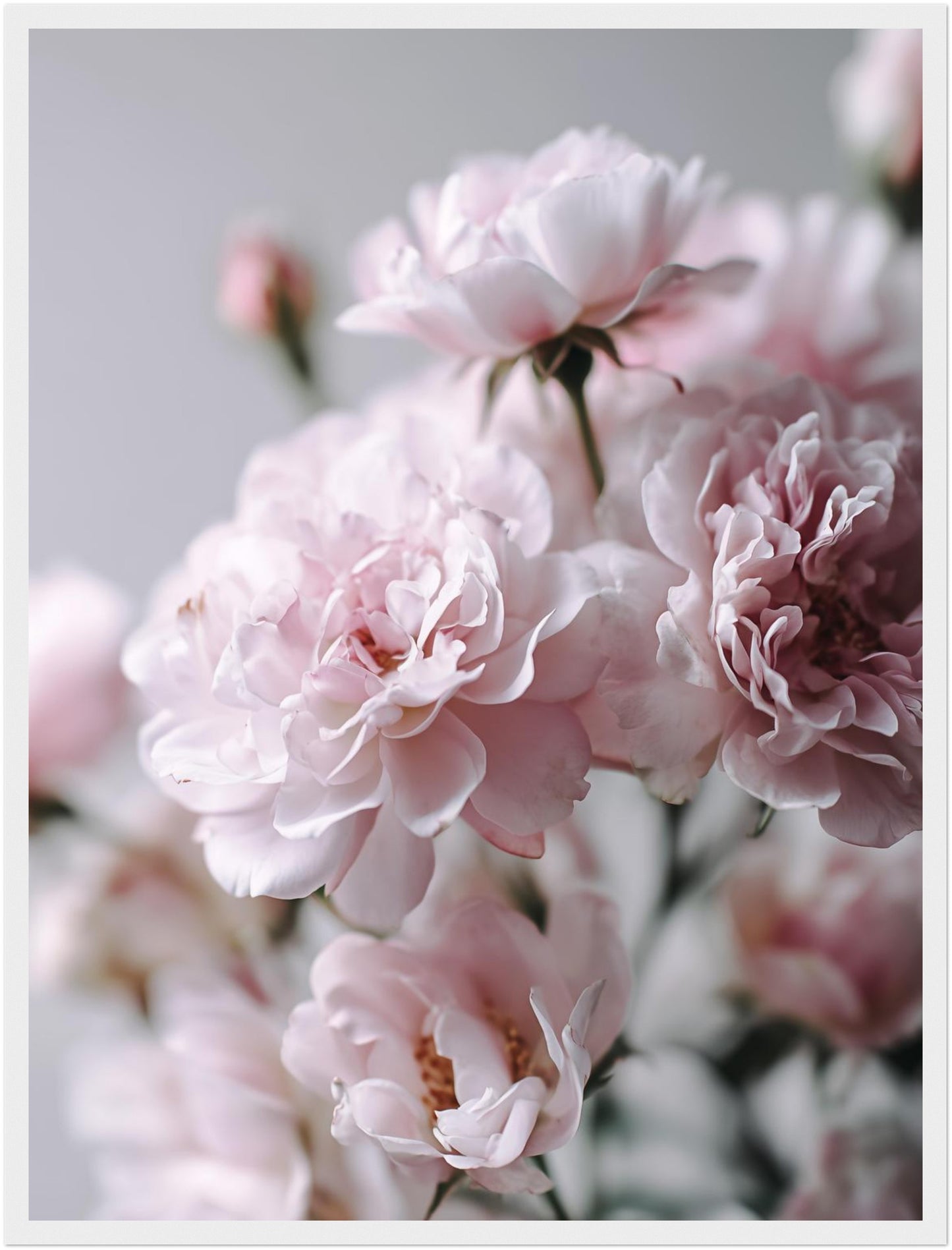 Zartrosa Gartenrosen Poster