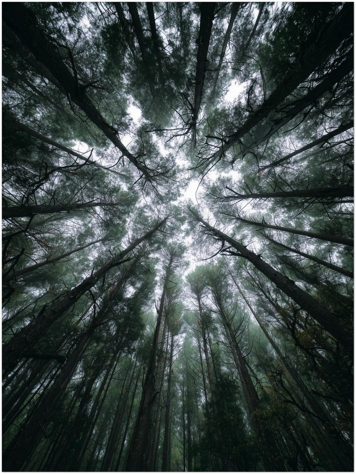 Zwischen Baumkronen Himmel Leinwandbild