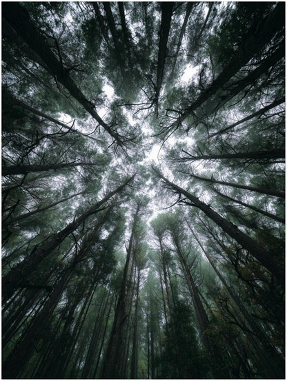 Zwischen Baumkronen Himmel Leinwandbild