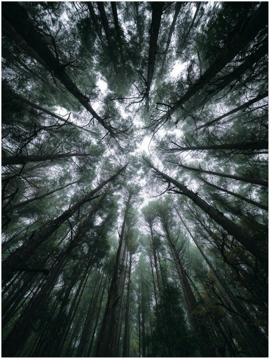 Zwischen Baumkronen Himmel Poster