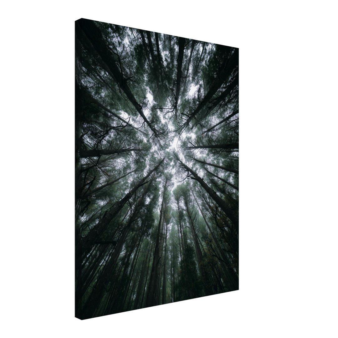Zwischen Baumkronen Himmel Leinwandbild abstrakt – Leinwand auf Holzrahmen – Ansicht 2