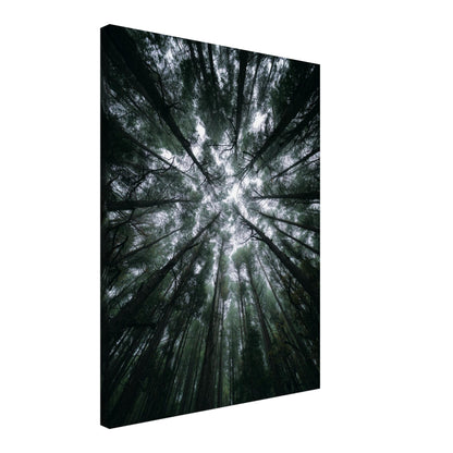 Zwischen Baumkronen Himmel Leinwandbild