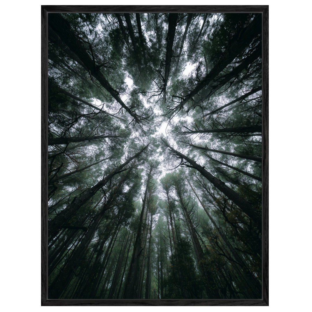 Zwischen Baumkronen Himmel Leinwandbild abstrakt – Leinwand auf Holzrahmen – Ansicht 4