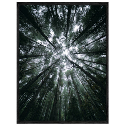 Zwischen Baumkronen Himmel Leinwandbild