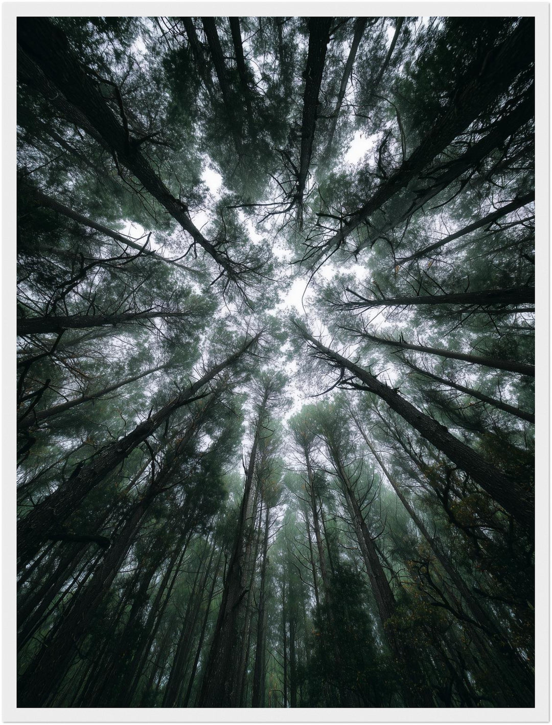 Zwischen Baumkronen Himmel Poster abstrakt – mattes Kunstdruck-Papier – Ansicht 5