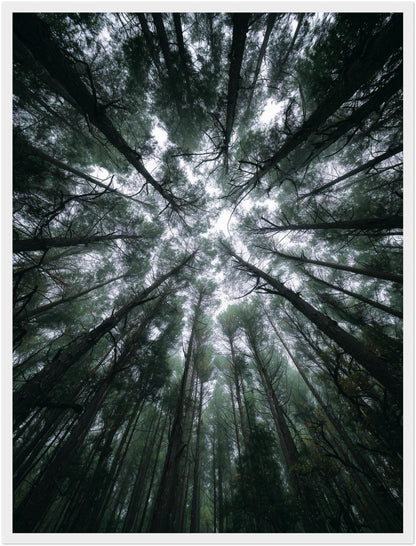 Zwischen Baumkronen Himmel Poster