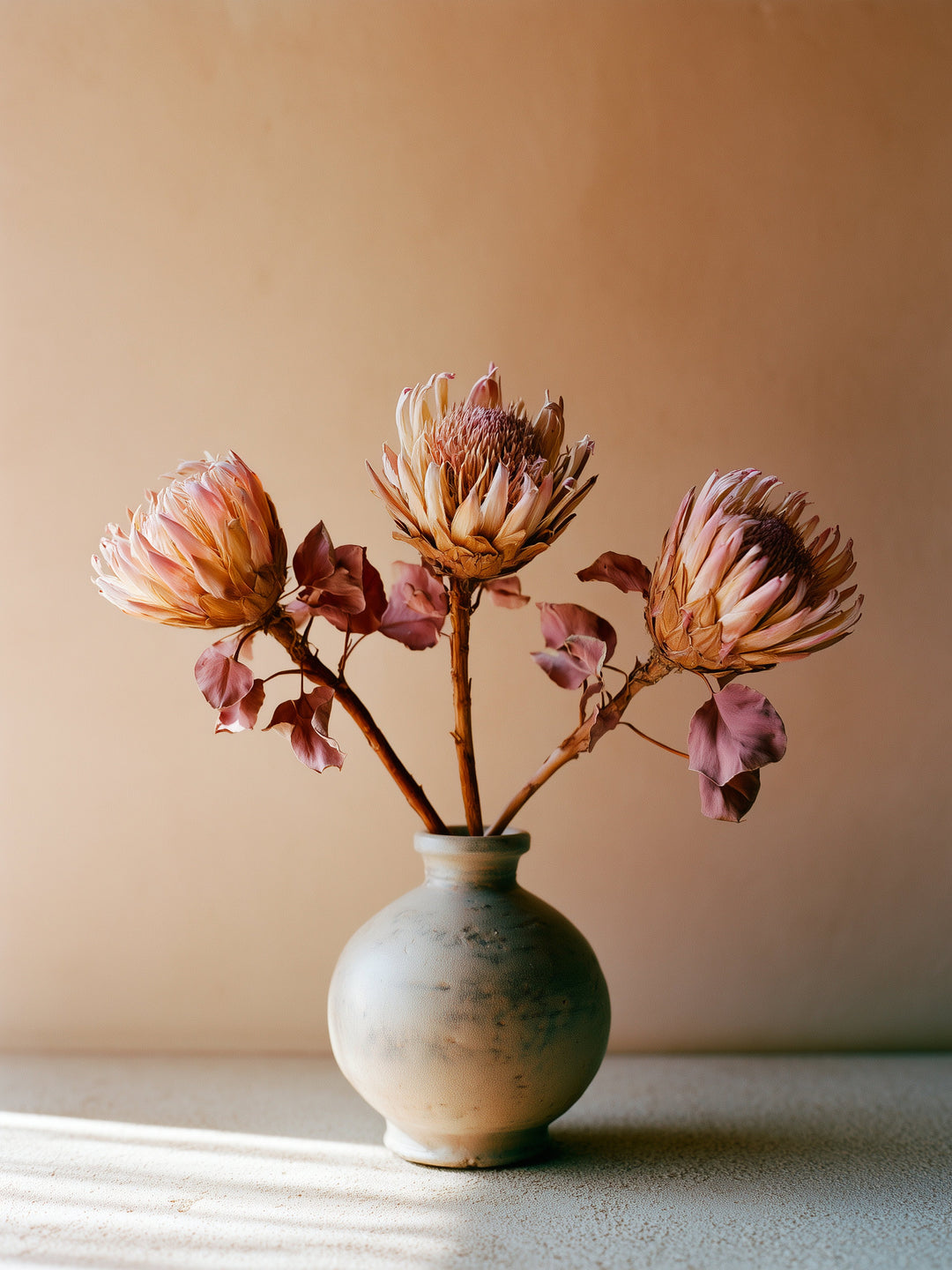 Drei Proteas in Terrakotta Poster – Wandbild