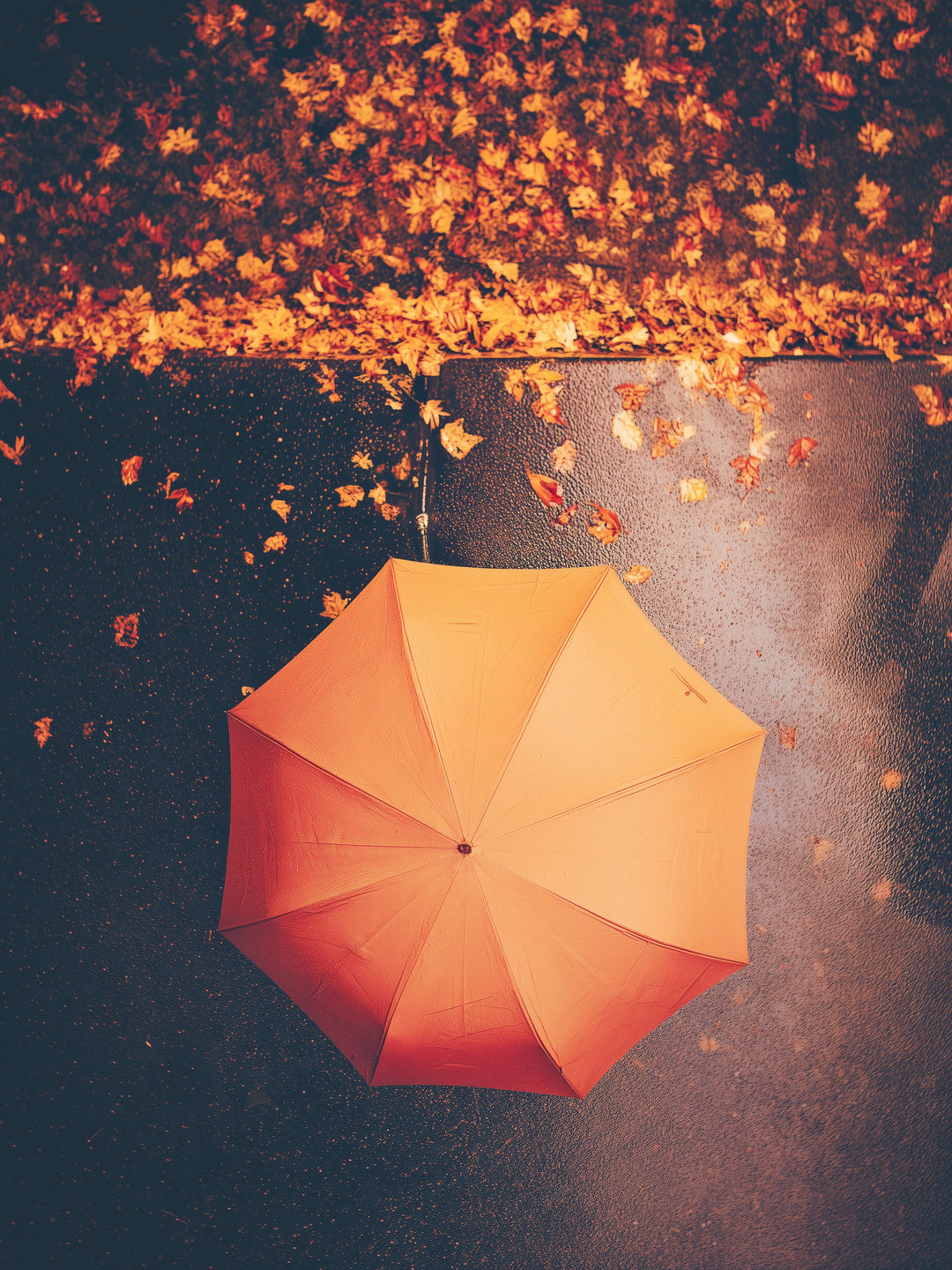 Regenschirm im Herbstregen Leinwandbild – Leinwandbild