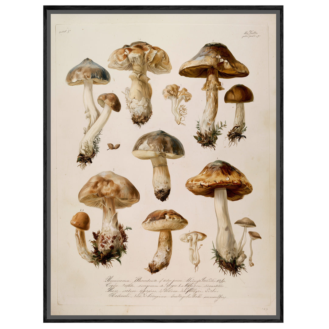 Botanische Pilze Vintage Leinwandbild – Leinwandbild